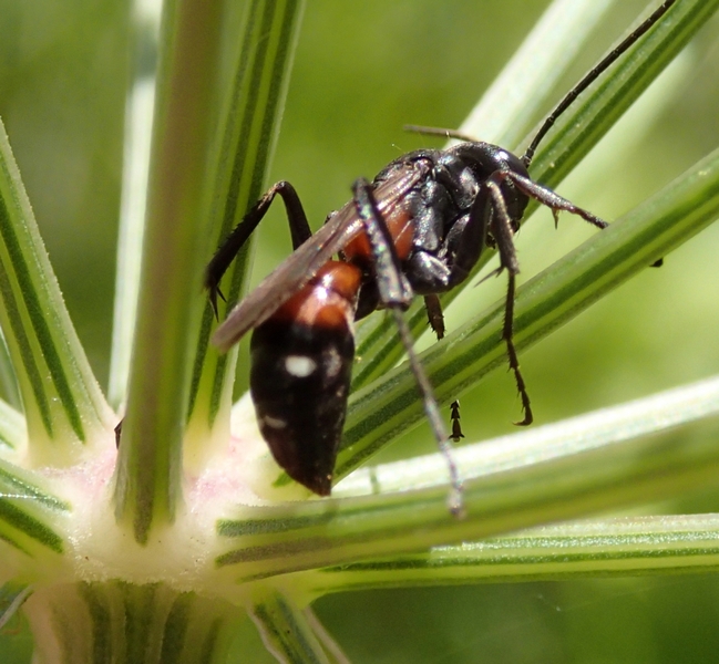 Pompilidae